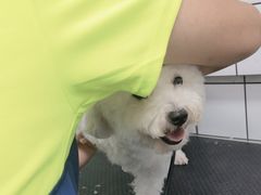 -唐小姐の猫狗洗护·购宠旗舰店(周浦万达店)