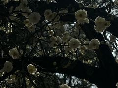 -庾园