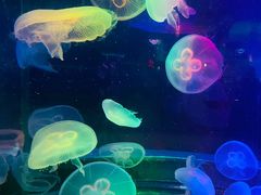 -太平洋海底世界