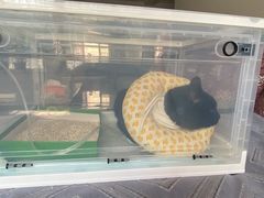 -派美特宠物医院·核磁CT·骨科肿瘤·疑难转诊(沈农禾丰店)