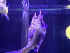 -太平洋海底世界