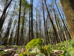 -上海共青森林公园