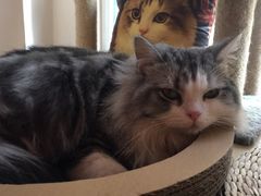 -名猫咖啡馆·撸猫·拼豆