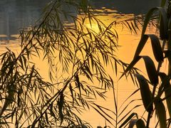 -眉山湿地公园(东坡区)