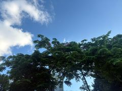 -苏小糖(鼓浪屿三丘田花园店)