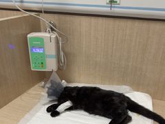 -北京观赏动物医院·24小时大型综合·猫专科·异宠专科