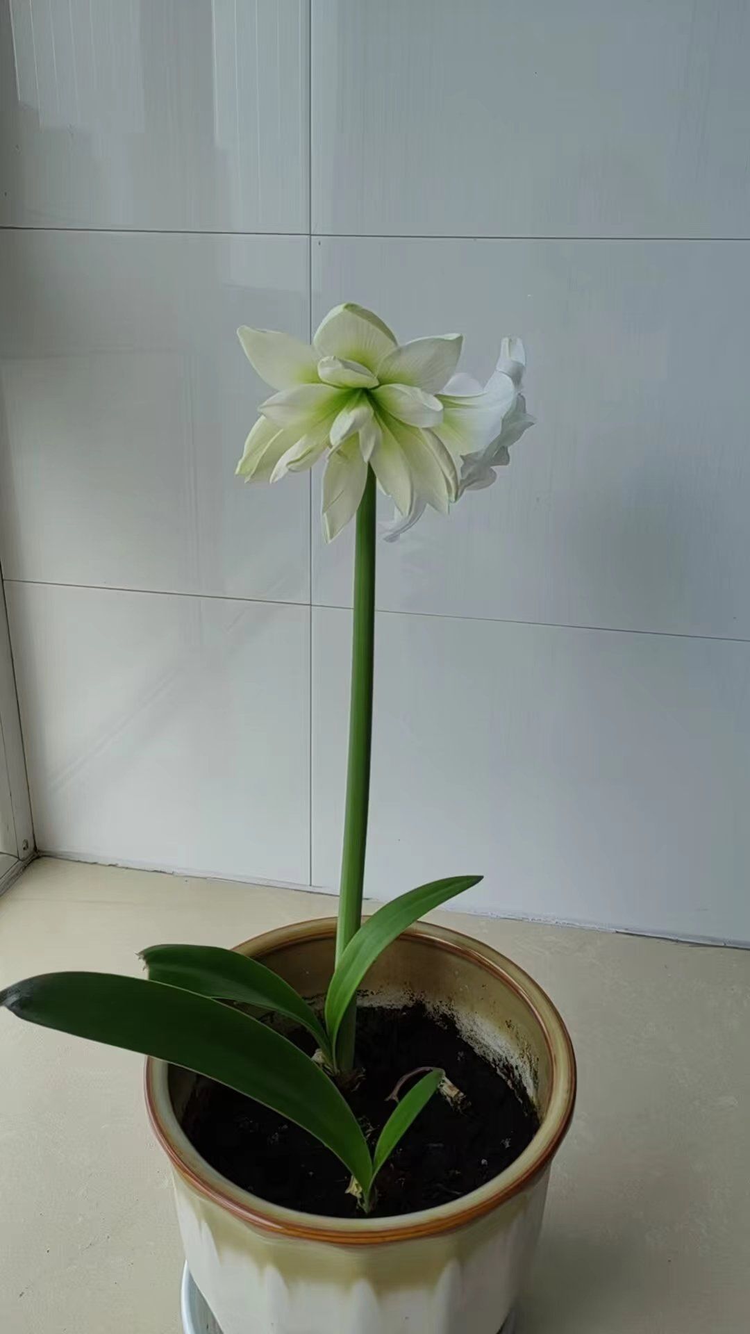 朱顶红阿弗雷,美丽的花.#天天领红包