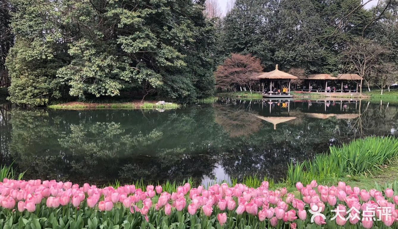 杭州太子湾公园60郁金香家门口的风景