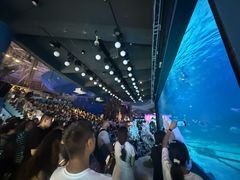 -烟台海昌鲸鲨海洋公园