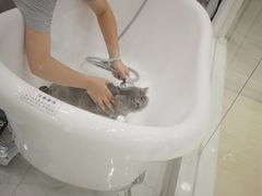 -momokira米努特·德文卷毛猫·棉花面纱犬
