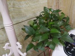 -苗医生专业祛痘·皮肤管理