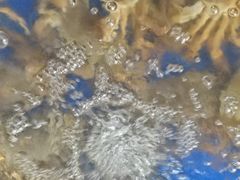 -阳澄湖大闸蟹·琼灵阁牌品牌连锁(吴中总店)