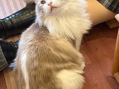 -MOCHA明星猫咖(田子坊店)