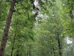 -白水寺森林公园