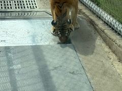 -西霞口神雕山野生动物世界