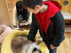 -滚猫咖啡·猫咖·猫友好撸猫(未来城店)