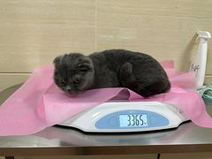 -北京观赏动物医院·24小时大型综合·猫专科·异宠专科