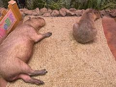 -正佳雨林生态植物园