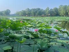 -长春市南湖公园