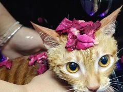 -博特宠物医院24h犬猫全科.骨科·异宠