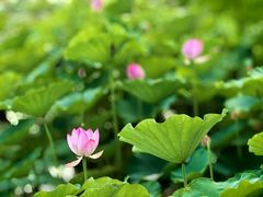 -莲花池公园