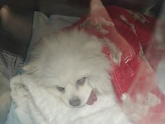 -达爱动物医院·犬猫分区·CT·复杂眼科(远洋山水分院)