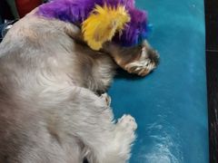 -Goku PET SHOP宠物视觉生活馆(双井店)