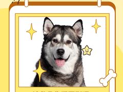-momokira米努特·德文卷毛猫·棉花面纱犬