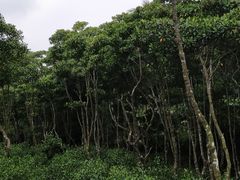 -东寨港红树林旅游区