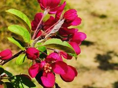 -海棠花溪(元大都城垣遗址公园)