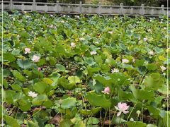 -中山市树木园