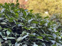-十八棵（老龙井）御茶园(老龙井店)