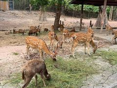 -清迈夜间动物园