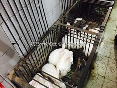 -温江公平红烧兔(总店)