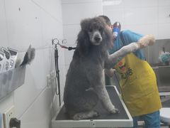 -达爱动物医院·犬猫分区·CT·复杂眼科(远洋山水分院)