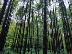 -黄海国家森林公园