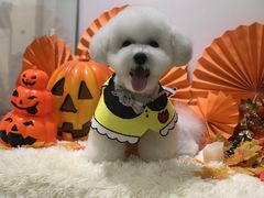 -BABYDOG宝贝狗宠物乐园(欧洲城店)