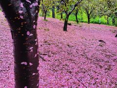 -大连植物园