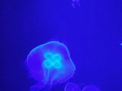 -暹罗海洋世界