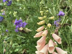 -点都德(广州白云山景区南门店)