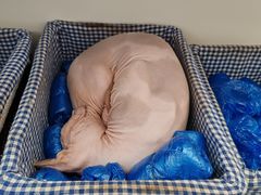 -喵园·猫主题咖啡厅·撸猫·猫咖(国贸店)