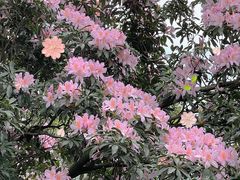 -梧桐山风景名胜区