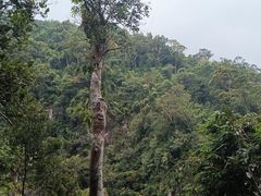 -海南热带雨林国家公园吊罗山景区
