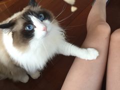 -Catmate·猫肥家润(金润铂宫店)