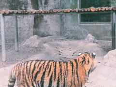 -成都动物园