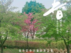 -顾村公园