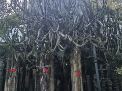 -云南勐巴娜西珍奇园