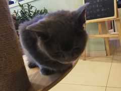 -平行世界·猫咖(首经贸店)