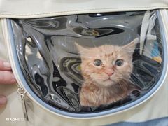 -萌兽医馆·宠物医院·猫骨科(创景店)