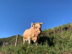 -灵山